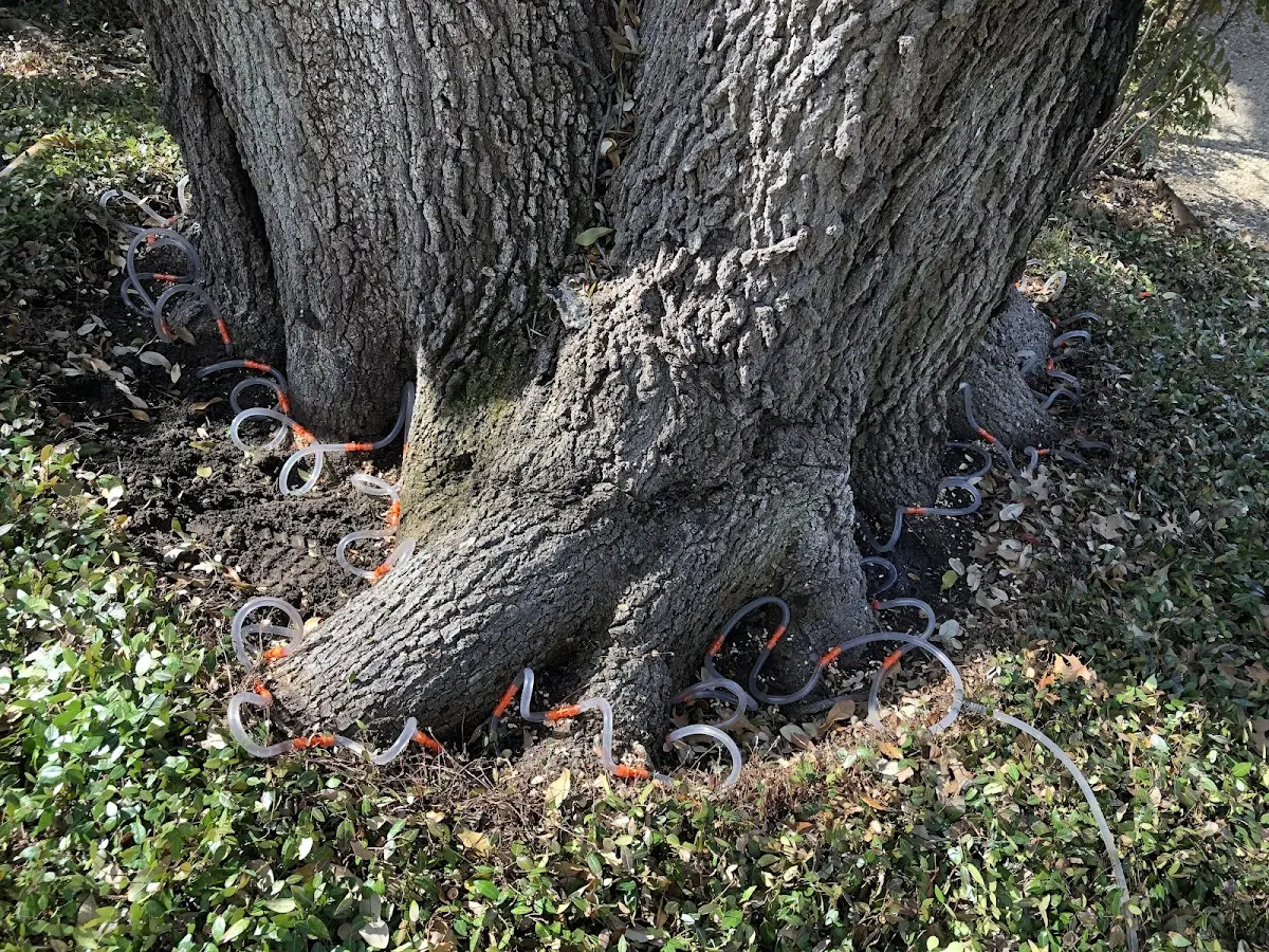 Detailed Tree Cabling and Bracing job site in Kasota